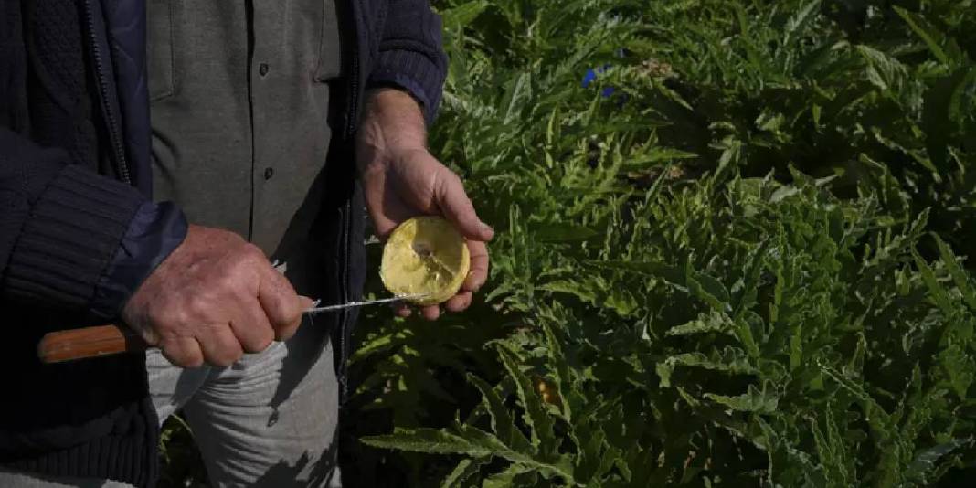 Yıllık hasat 11.000 tonu buluyor: Yağışlar tescilli üründe verimi artırdı 1